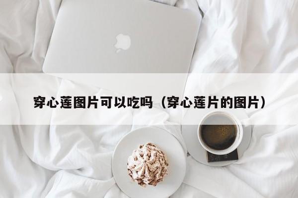 穿心莲图片可以吃吗（穿心莲片的图片）